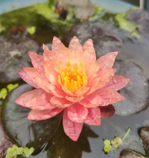 6种花只需种一盆，就能年年开花，想养死都难，而且越长越多