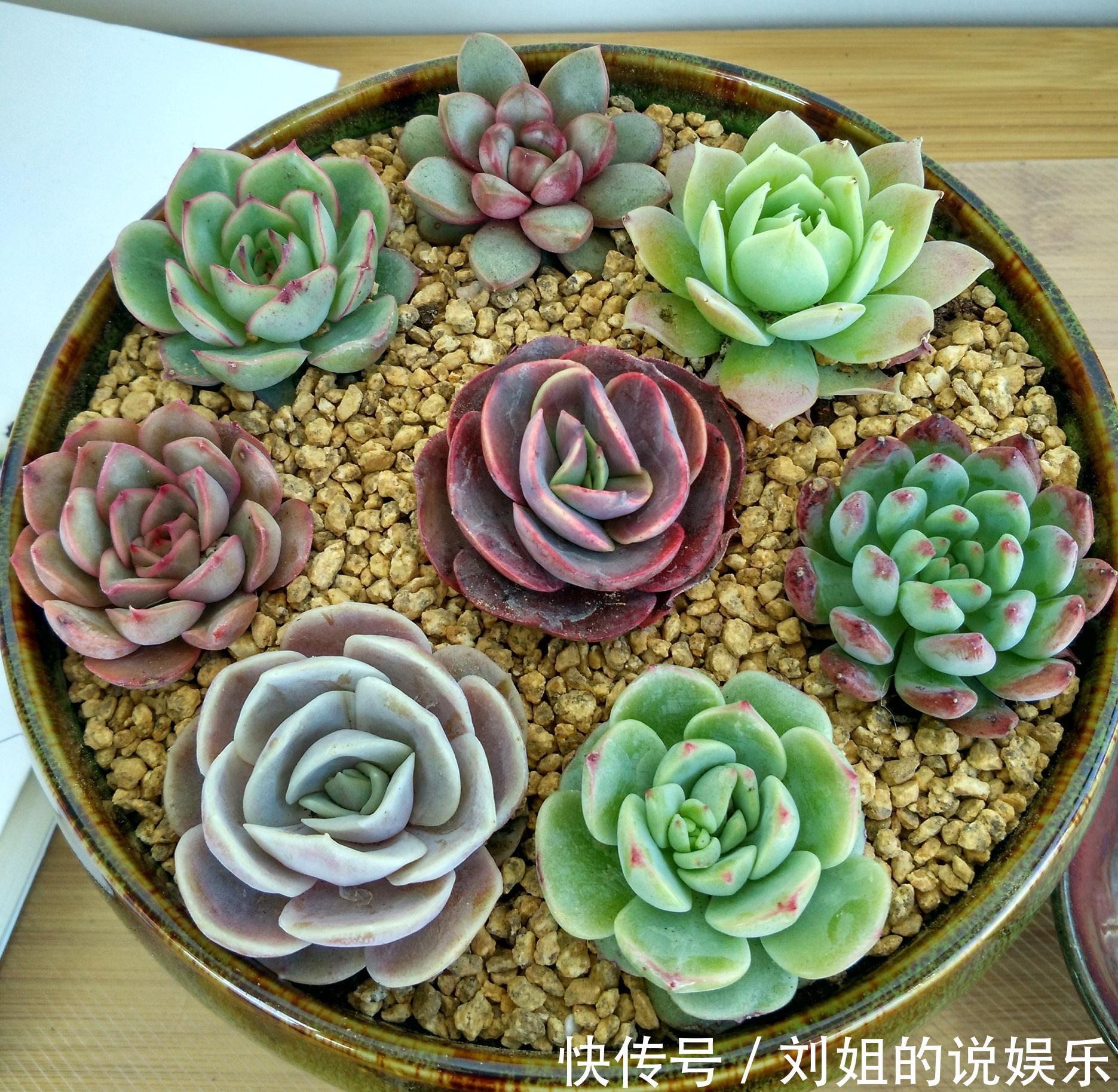 怎样让您的多肉尽快度过危险的服盆期