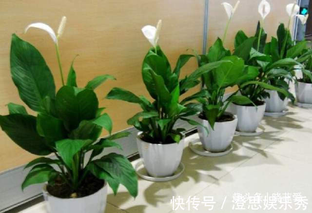 5种“旺财花”,建议客厅养一盆,净化空气,格调高雅上档次