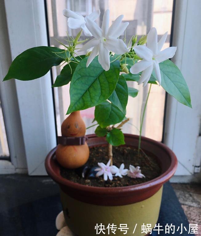 茉莉开花多不多，主要在三个细节工作，做得不到位补救还来得及