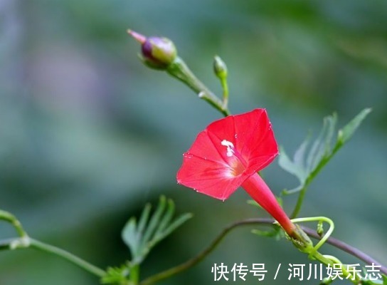 鲜红|喜欢菊花,不如养盆“埃及众星”,花朵五角星,鲜红欲滴