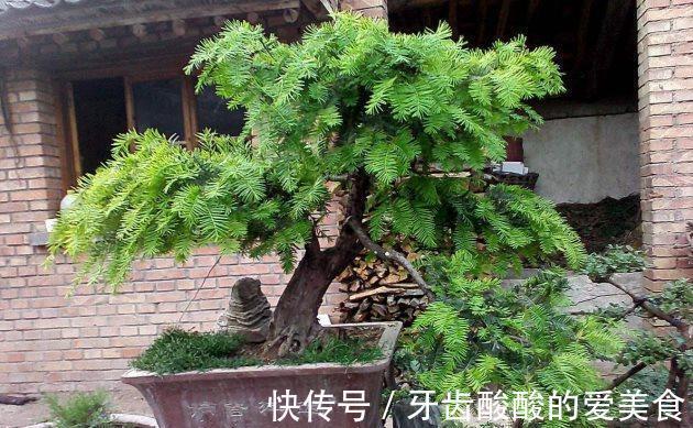 修剪|红豆杉这样来一刀枝叶繁茂果满枝头!