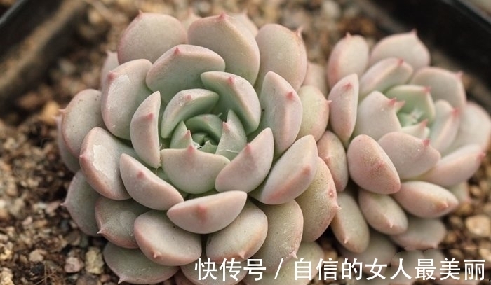 多肉克拉拉,集两种常见多肉的基因于一身,颜值青出于蓝胜于蓝