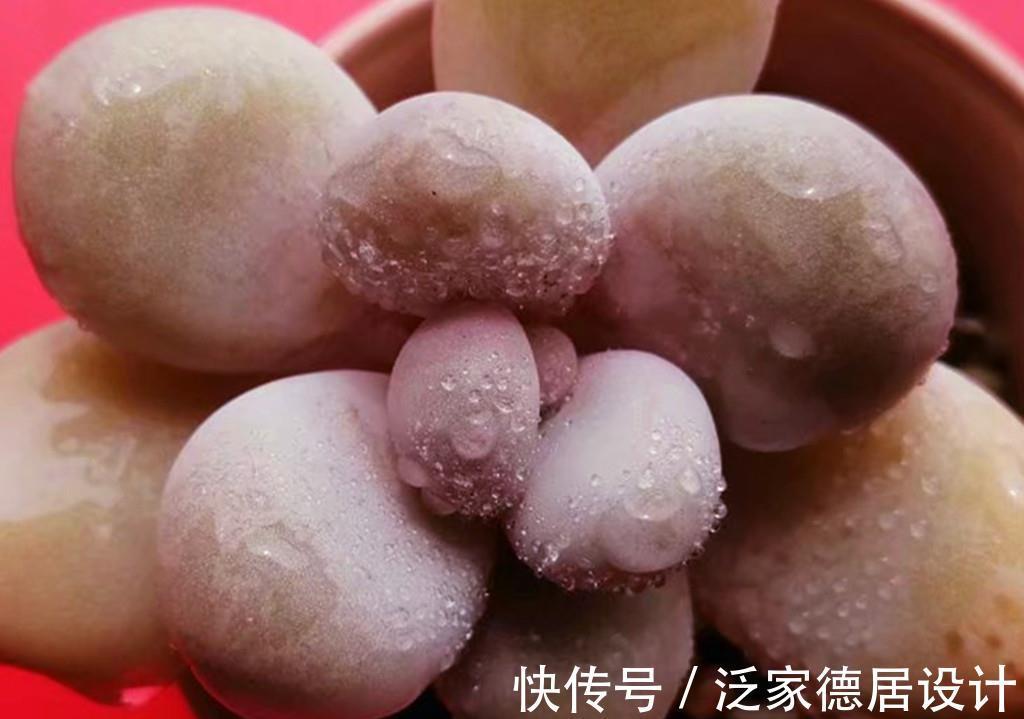 叶片|一众多肉中,桃蛋是心中最痛,因为真难养,还好有这些品种取代它