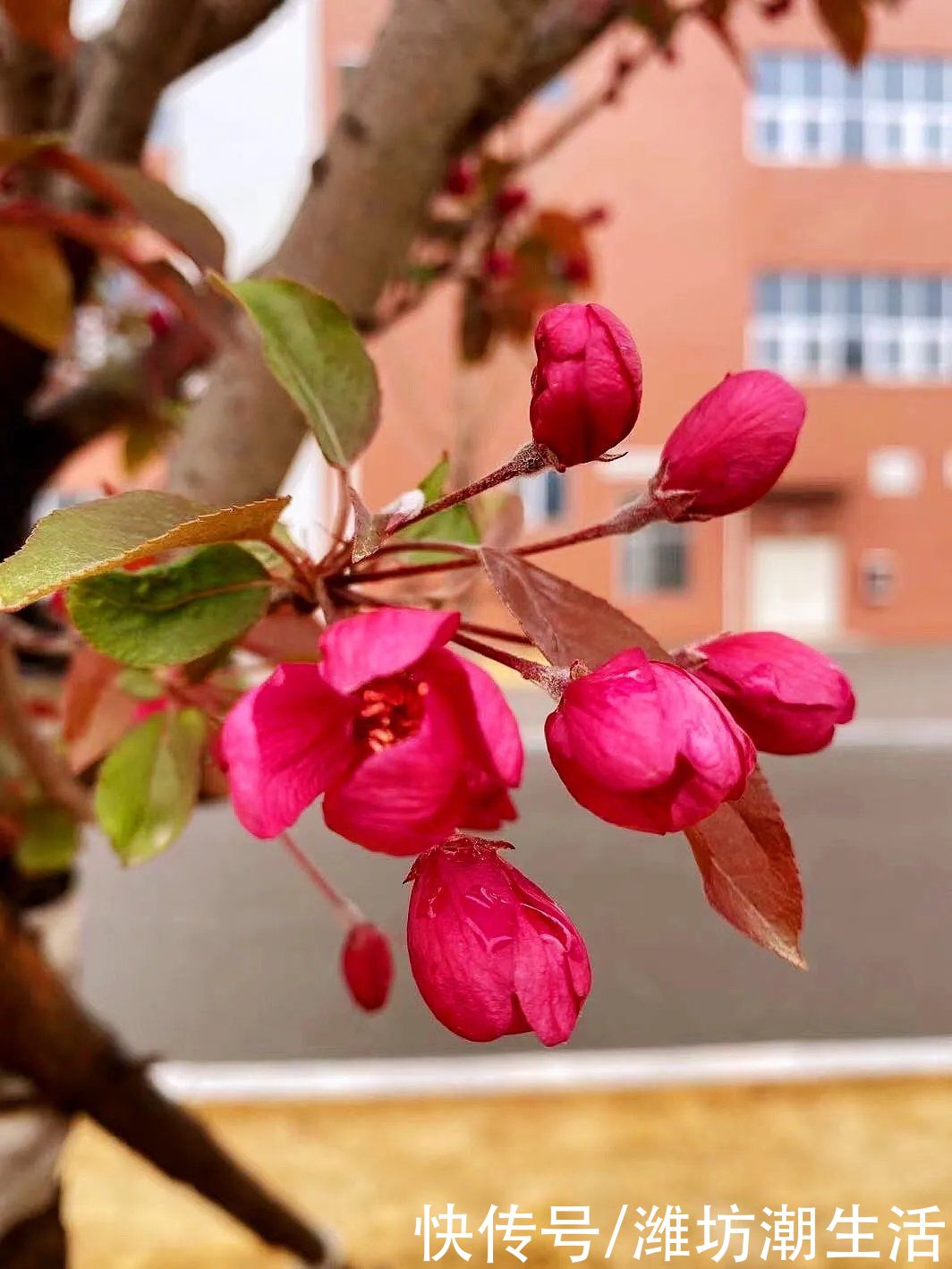 潍坊光正实验学校：校园里的那些花儿