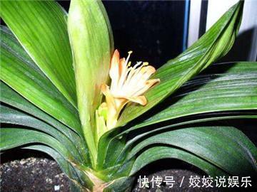 司匹林|盆栽君子兰“卡脖子”,几滴这东西就可以射箭!
