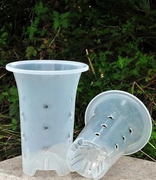 兰株|兰花能用透明的塑料盆养吗?新手兰友养兰花最怕什么?