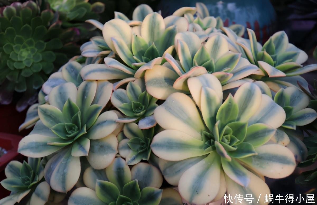 警告:新手养花人常踩中的“雷区”,该早知道