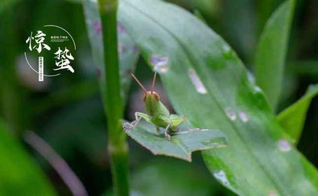 “最是一年春好处”，万物复苏，顺时养生|读书 | 春分