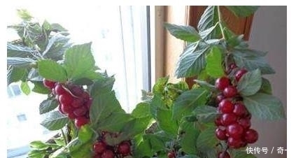 我在阳台用花盆种了这八种果树后,一年到头都没买水果!