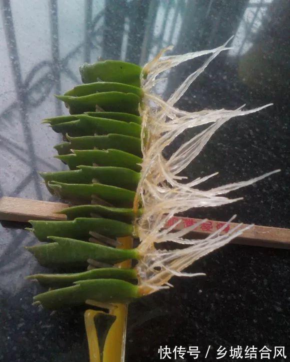 白根|5种“漂亮花”,掰个叶子插土里,7天长出大白根,一盆繁殖几十棵