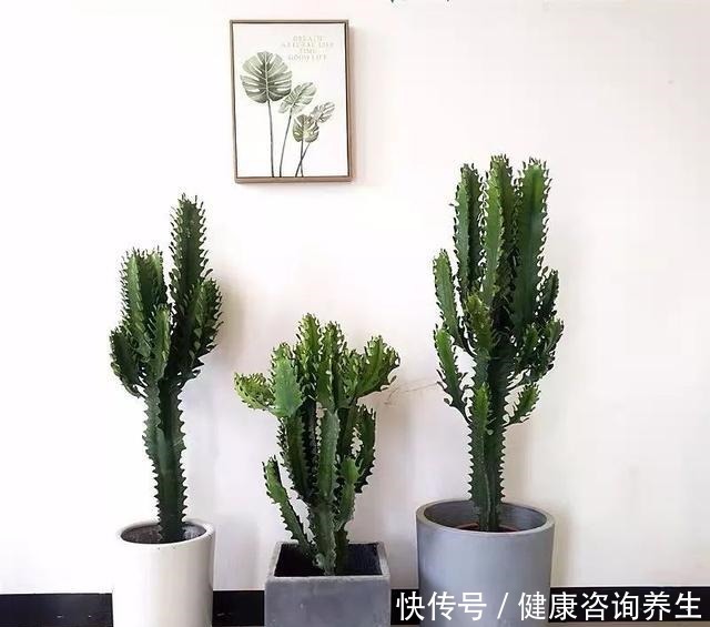 想让家里病菌少,就养这五种植物,漂亮又好养,家里至少要有一种!