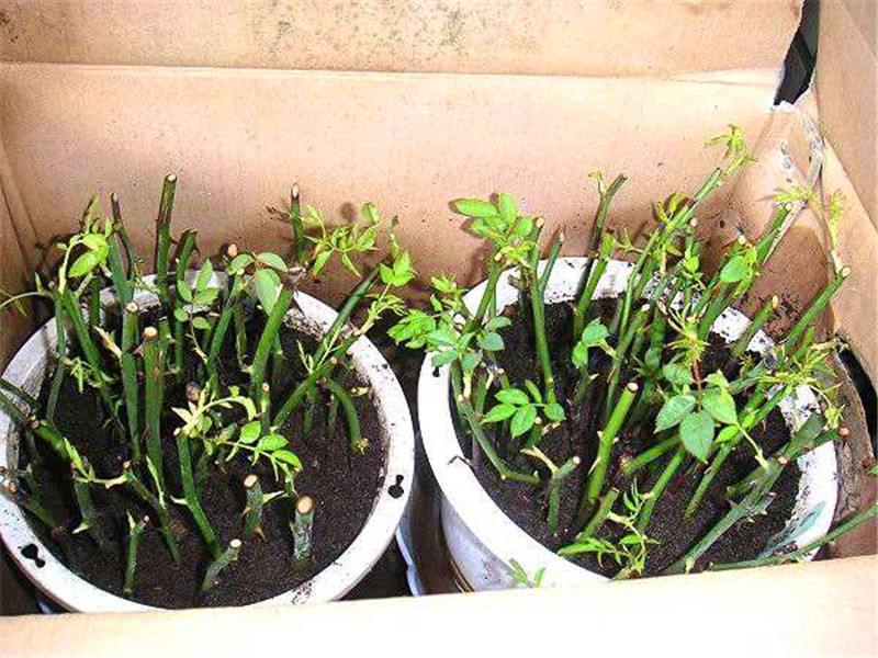 客厅多养“这3棵”树，一年分出50盆，盆盆都开花，邻居抢着要