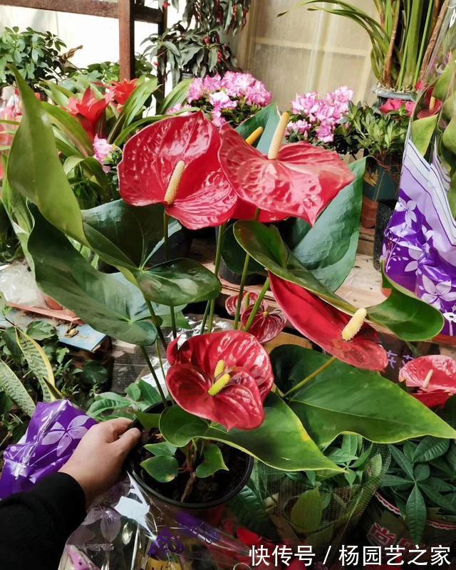 红掌|4种“漂亮花”，从年头开到年尾，耐旱又耐晒，一年赏花300天