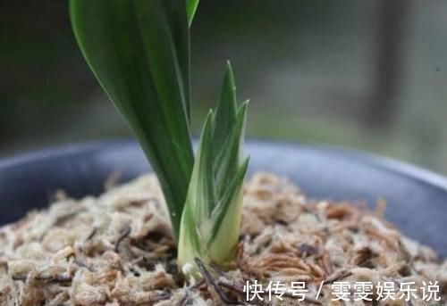 兰花总是不长新根,发出来的小苗也不长,怎么办?
