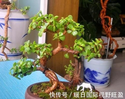 金枝玉叶做成盆景,矮壮才美,该怎样营造