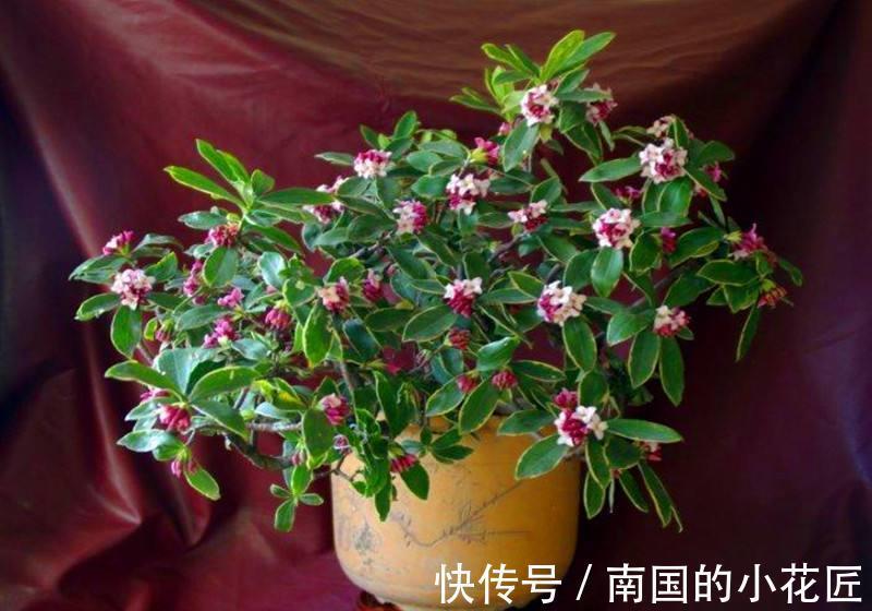 养护|金边瑞香冬天怎么养,这样养护金边瑞香开花更多更漂亮