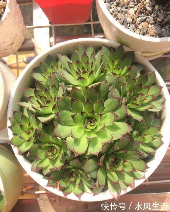特玉莲|超爱爆小崽的5种多肉,种盆里长的密密麻麻,都装不下了!