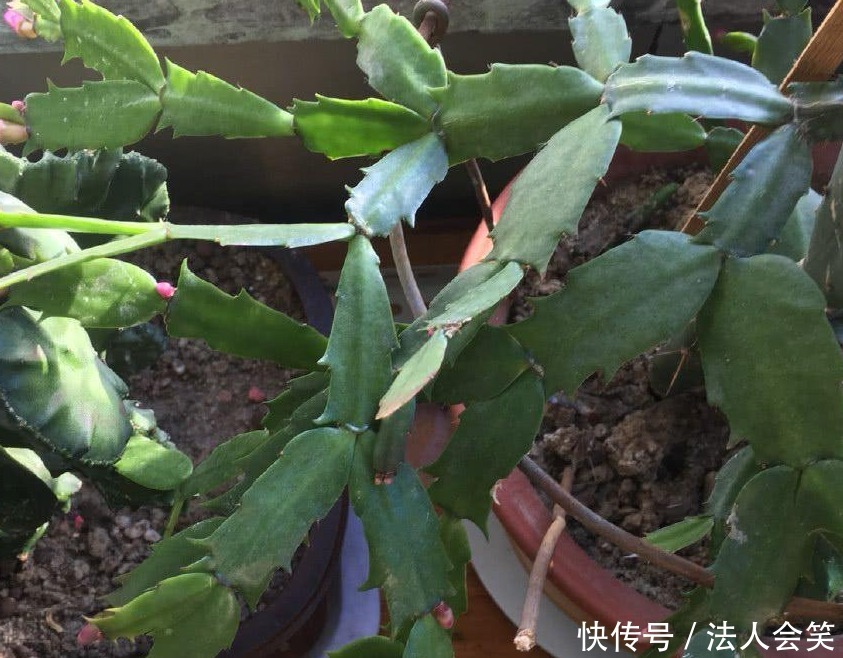 盆栽|天热养蟹爪兰,解锁浇水密码,度夏容易,盆栽照样嗖嗖长新叶