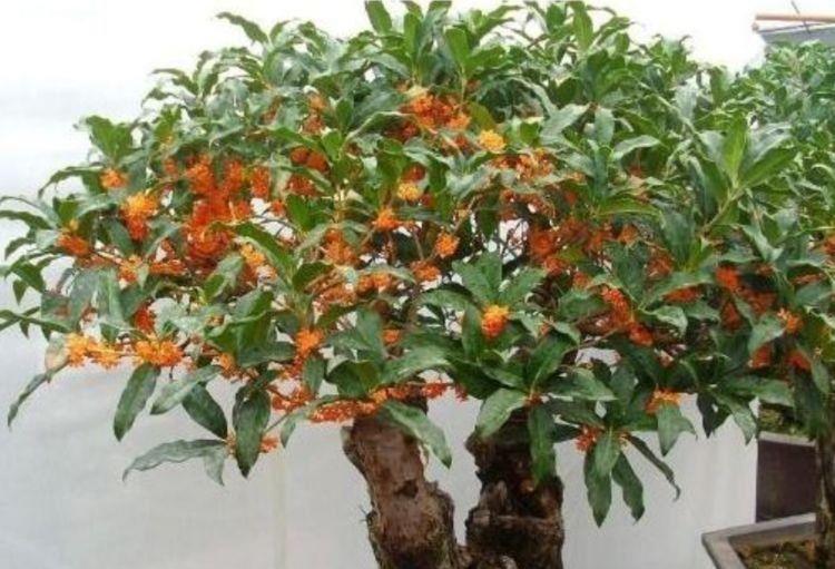 4种花是开花小能手,一养就花开满盆,漂亮又好养活