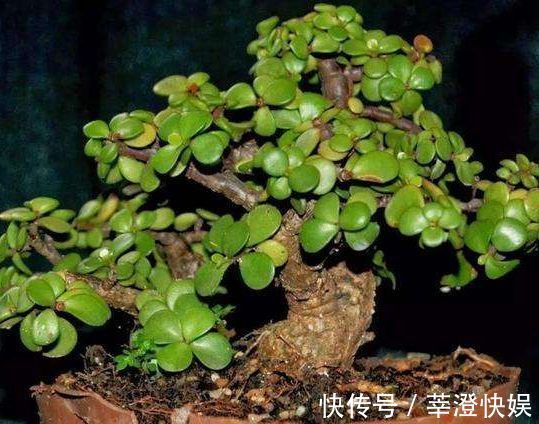 秋冬养此款植物,随便养一盆,清新悦目,花姿潇洒,寒冬也有花赏