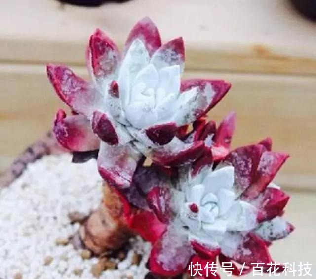 要点|60种多肉图鉴及养护要点,1分钟学会,超全超实用!