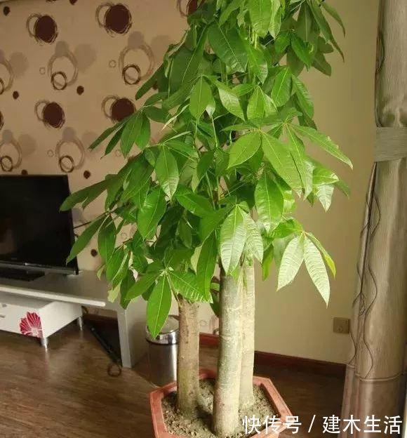 客厅养花选择6种树,自带财气,叶片油绿,旺财、旺人