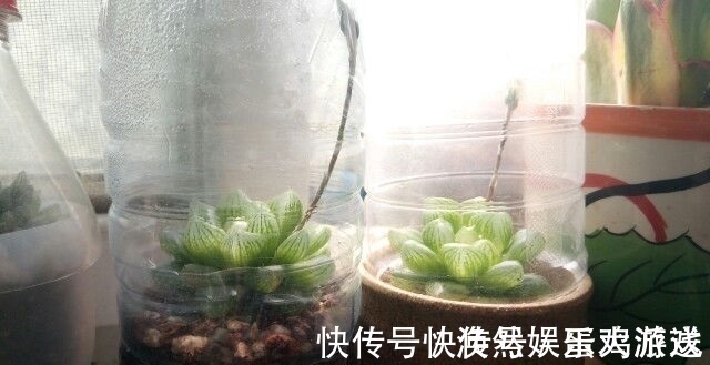 扦插|家庭养花,塑料瓶是“宝贝”,学会5个使用“小妙招”,一生受用