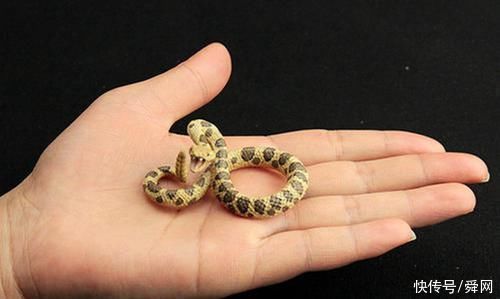 积食|不要盲目纠正!孩子有这3种臭毛病竟然是“高智商”的表现