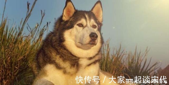 苏东坡|上联:“良犬如狼失点狠”, 苏东坡试对的下联太经典
