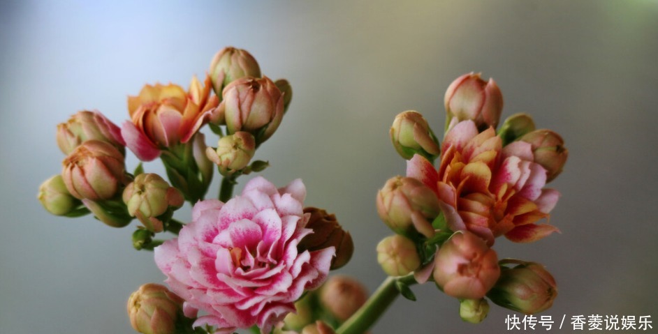  花农|长寿花叶子边缘枯萎的原因是什么，花农说出4点，需要引起注意