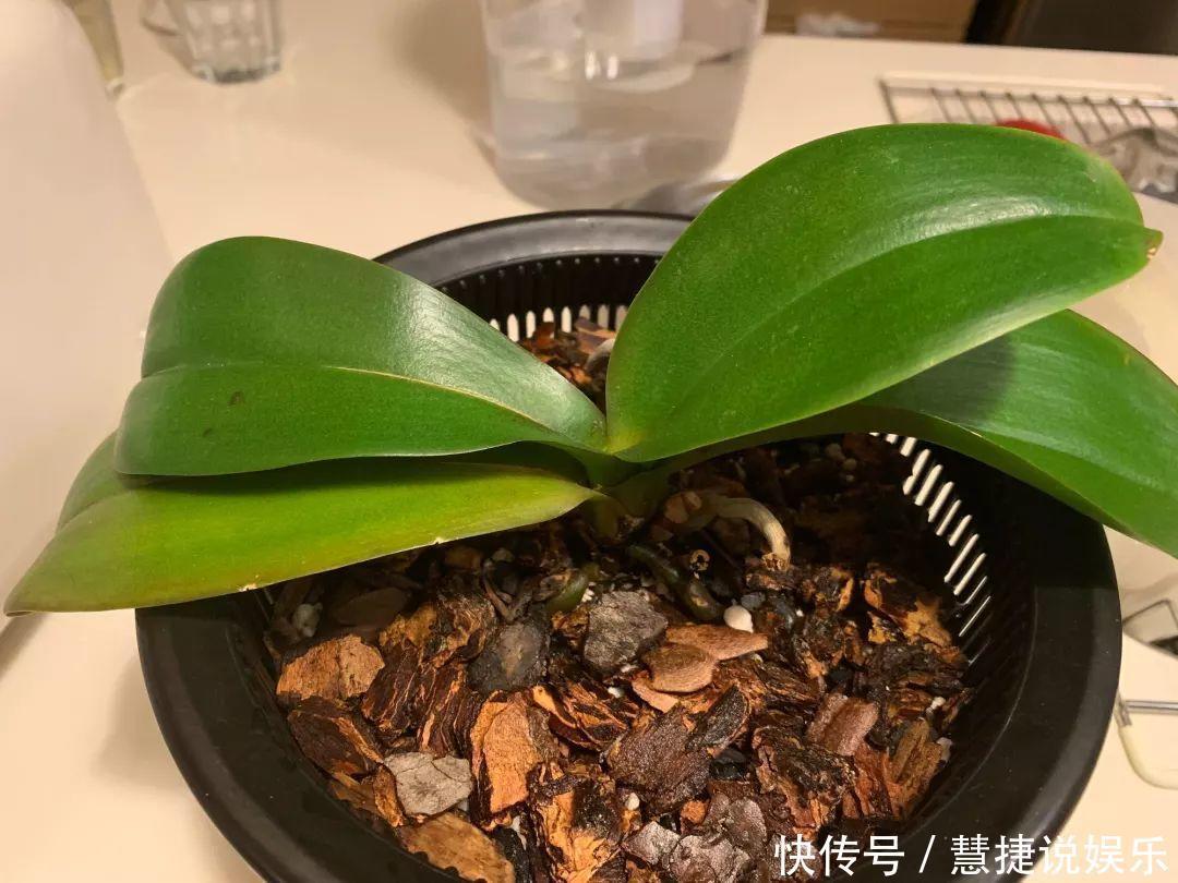 蝴蝶兰不用土不用肥,1块树皮就能活!