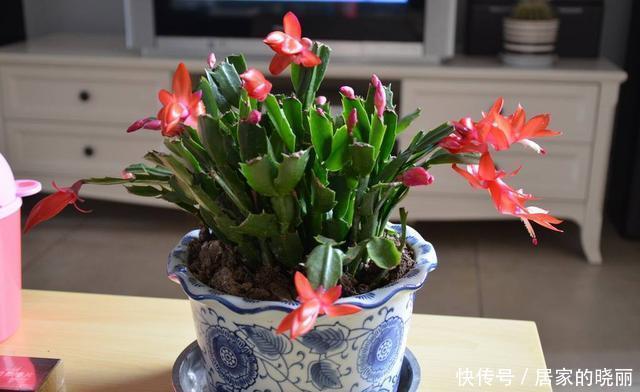 开花|蟹爪兰越养开花越多,邻居看了都来问养殖方法