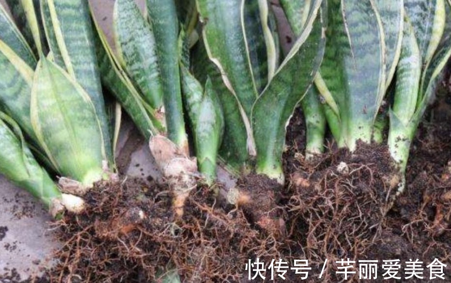 学2招,让不爱出芽的虎皮兰接二连三地往外冒新芽吧!