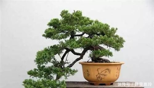 大气|富贵人家，必养的3种“盆景”，个个大气高贵，您有养吗