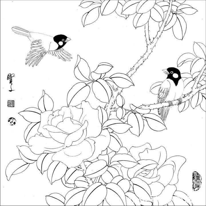 资料集|王道良实用花鸟白描资料集