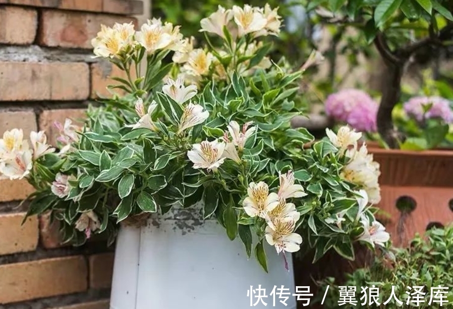 冬季浇花该注意什么?牢记4点不吃亏,不然就等着全空盆吧!