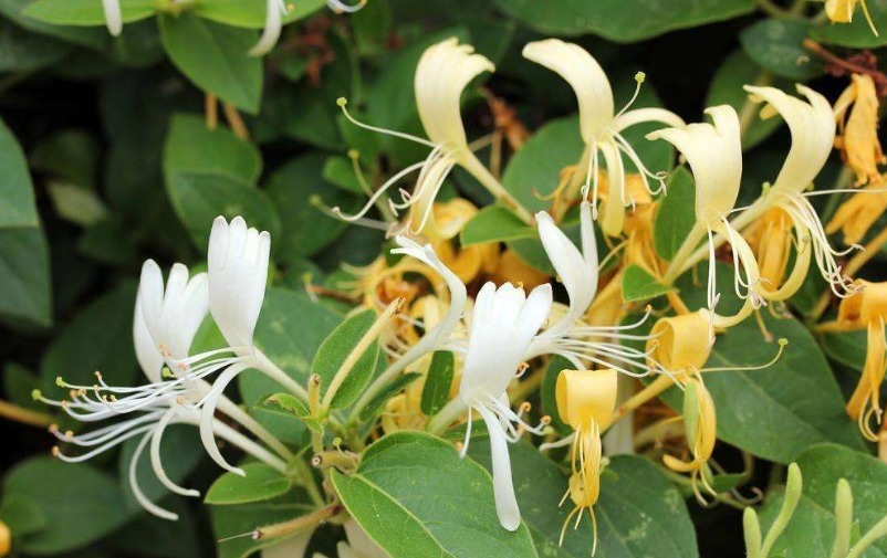 感冒药|天然的感冒药终于找到了,开水加“它”泡,嗓子不疼,咳嗽不再扰