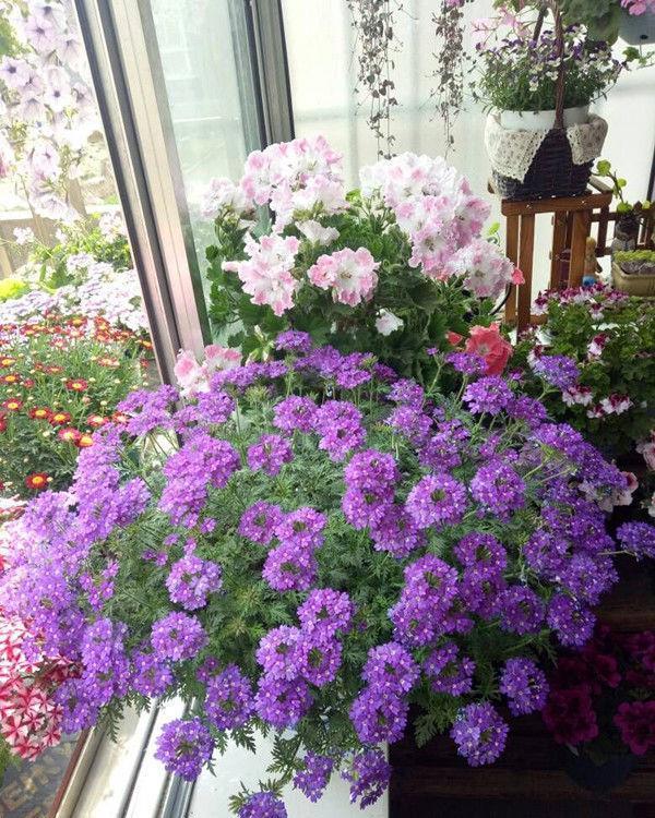 4种花适合新手养,不用费心,好养又漂亮,一开就是300多天!