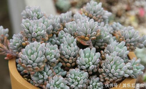 多肉植物|3种多肉植物,叶片有香味,遇水易疯长,养成小老桩!