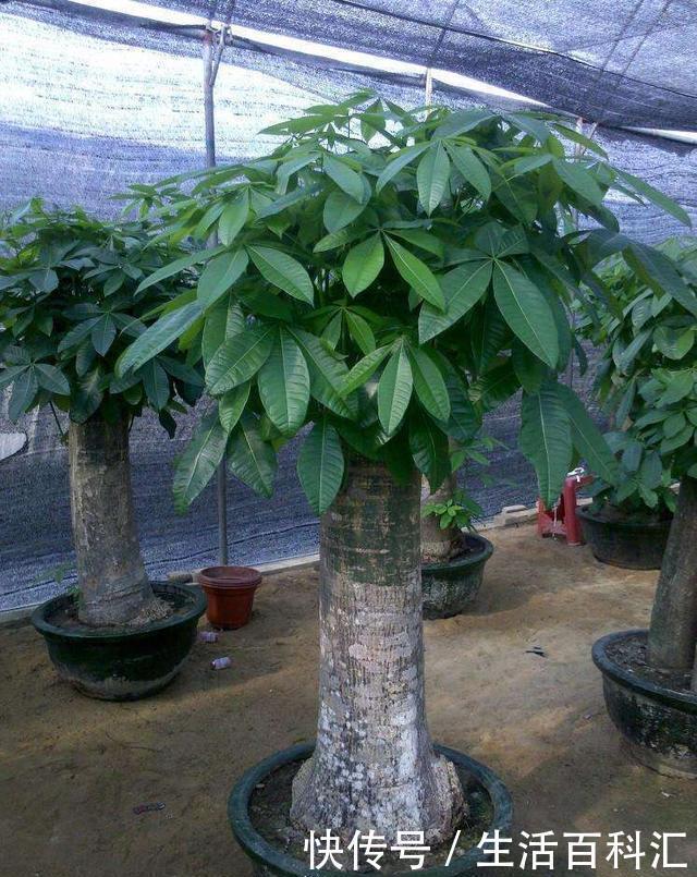 不管什么花都放在阳台上,太拥挤了,这几种花放在客厅寓意更佳