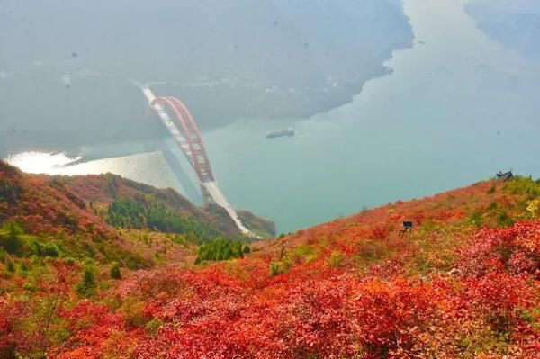 巫山|又是一年“赏叶”时，巫山红叶满峡江