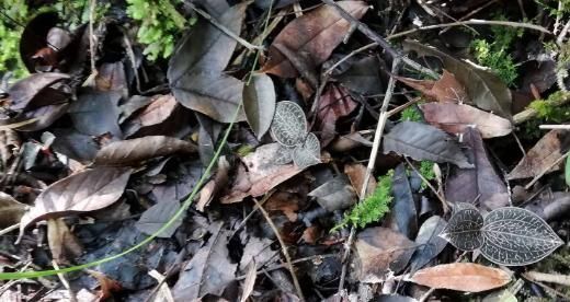 这种野草被称为“软黄金”,农村遍地都是,见到了别踩,价格高