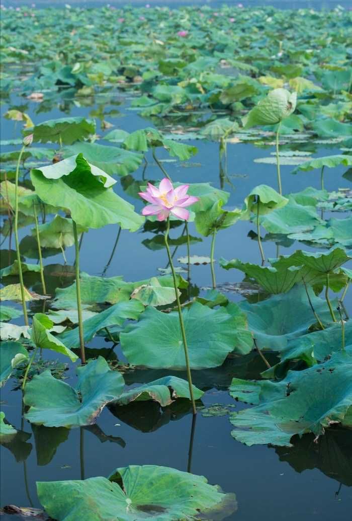 记忆里的乡村|青未了/《记忆里的乡村》