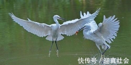 碧荷&宋代水平高超的七律,恬静雅丽,技法多样,展现出隐居生活的悠闲