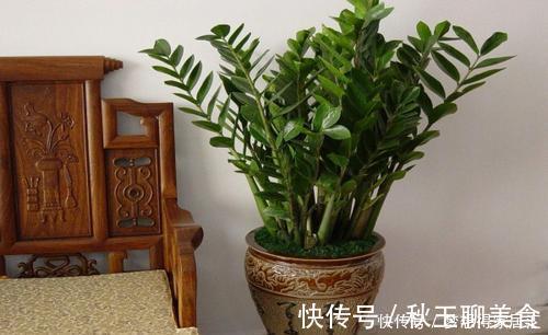 阳台上|家里养花选它,好养又好看,一盆变多盆,寓意美好,值得拥有!