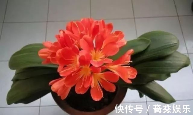 土壤|君子兰最爱“2种水”,15天用一次,花剑蹭蹭冒,1年能开2次花!