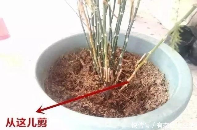 文竹“别乱放”,养家里这“3个地方”,叶子翠绿,笋芽嗖嗖冒!