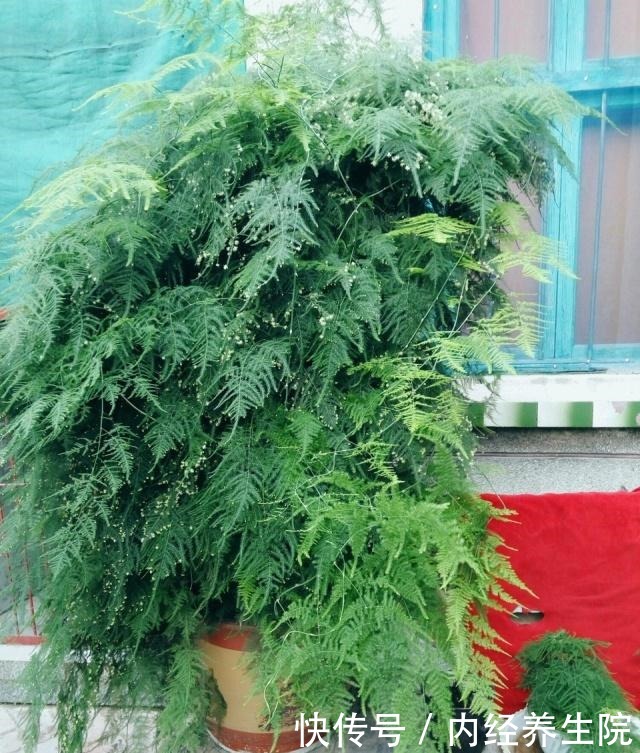 张大爷家文竹养6年,长到1米5,变成粗壮、翠绿盆栽,年年开花!