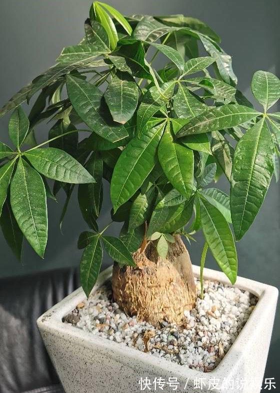 12种“健康花”,家里没太阳,照样长爆盆,贵气漂亮,旺家又养人